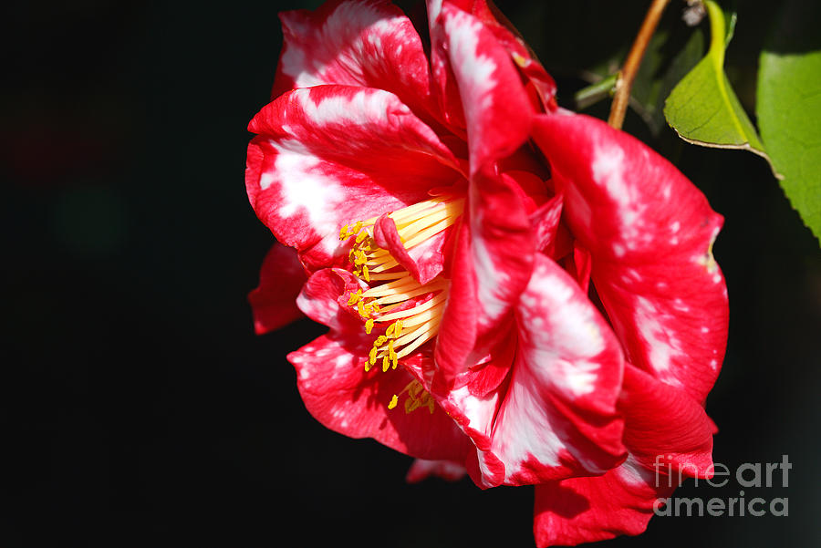 Variegated Japonica Camellia  Photograph by Joy Watson
