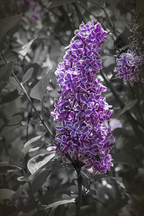 Variegated Lilac Photograph by Elaine Teague - Pixels