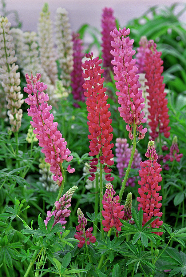 Variegated Lupines Photograph by Bijan Pirnia