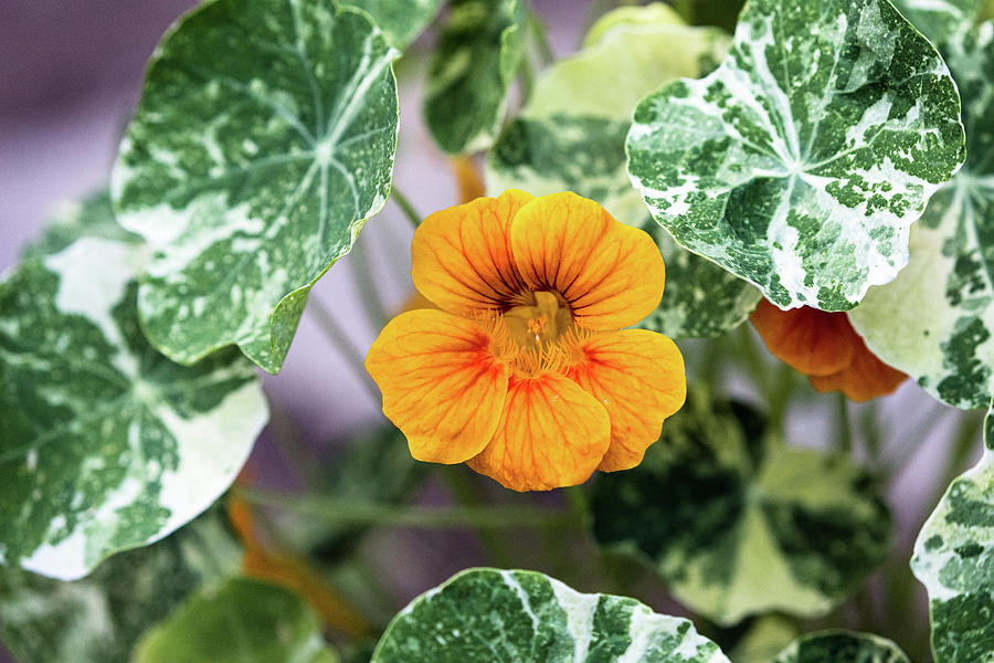 Variegated Nasturtium Flower and Leaves Photograph by Michael Russell