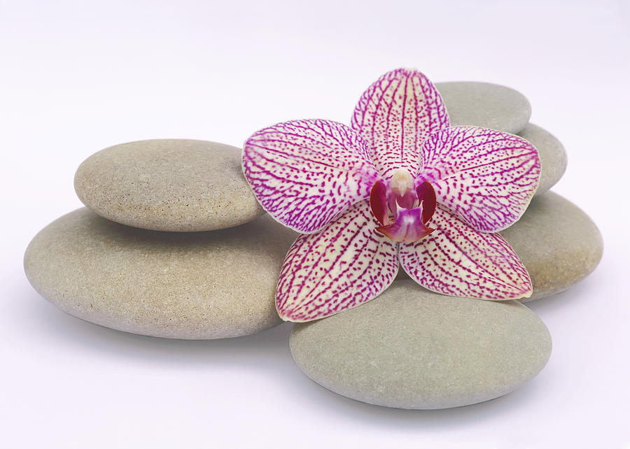 Variegated orchid with smooth, round pebbles Photograph by Rosemary Calvert