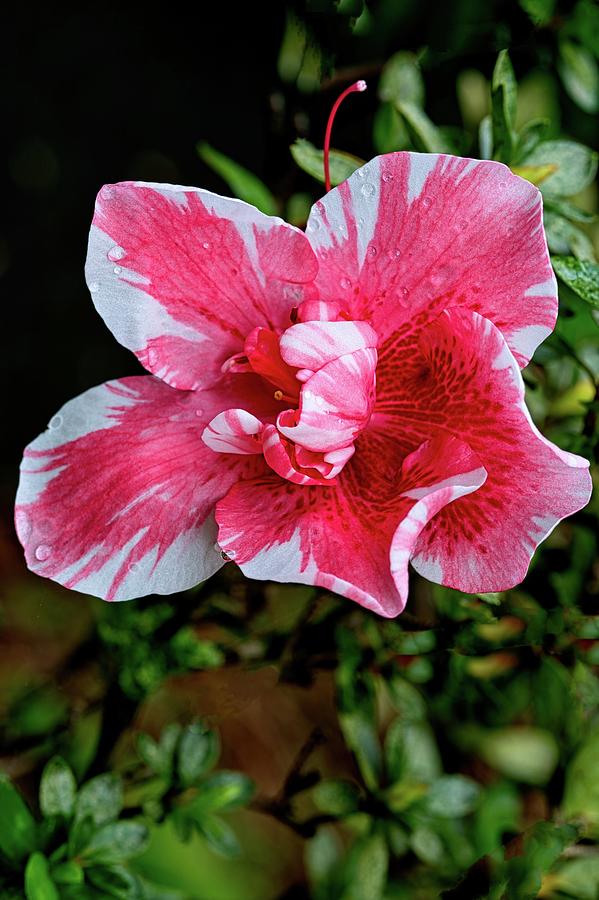 Variegated Pink And White Azalea Photograph