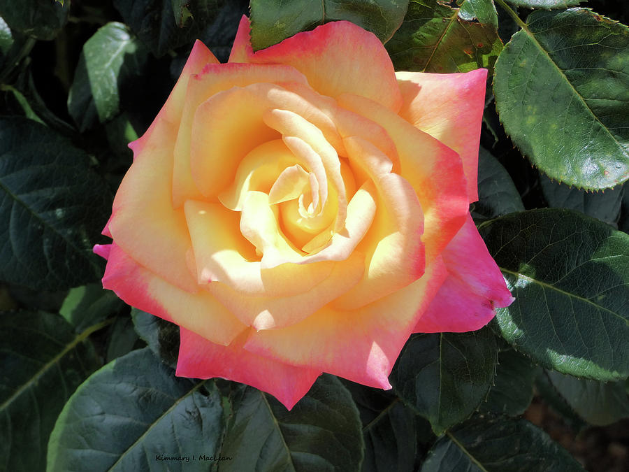 Variegated Pink Yellow Rose Photograph by Kimmary I MacLean