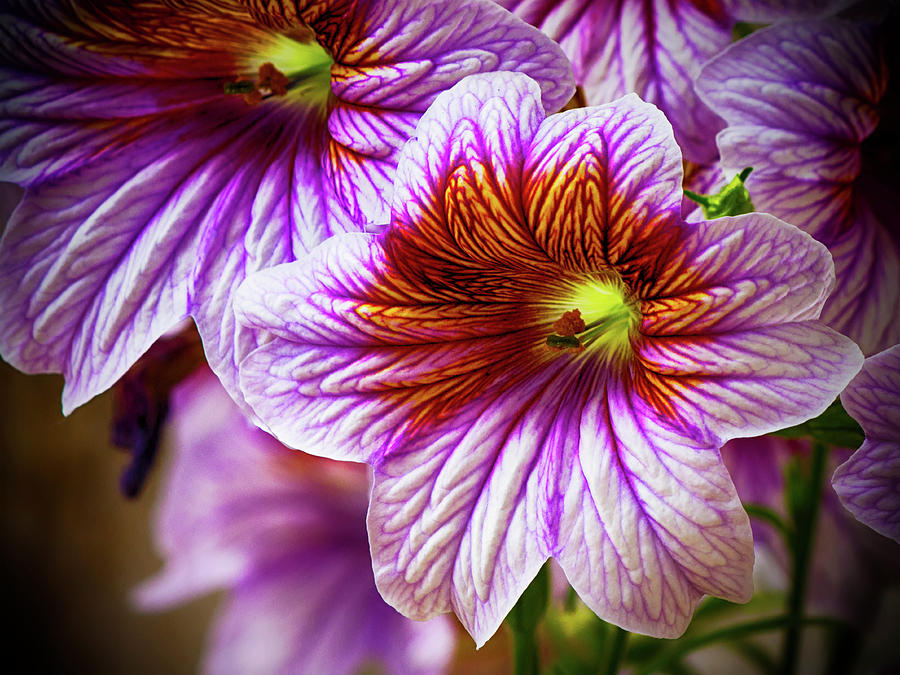 Variegated Purple Day Lily Photograph by Charles Floyd