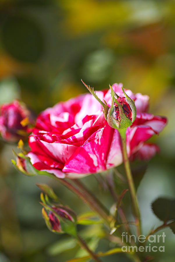 Variegated Rose Family Photograph by Joy Watson - Pixels