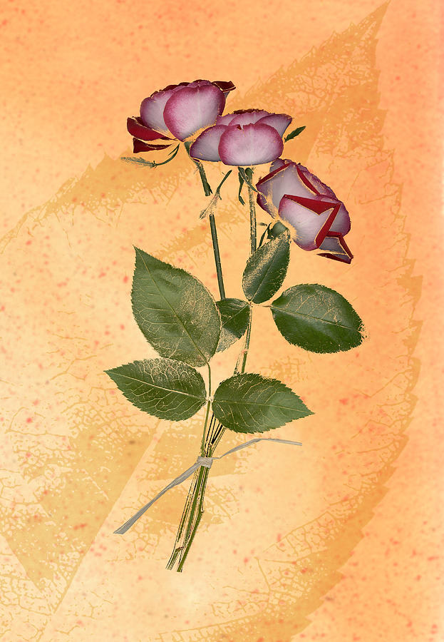 Variegated Rose on Leaf Background Drawing by Jeff Venier