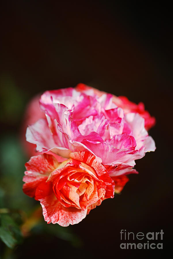 Variegated Roses Delight  Photograph by Joy Watson