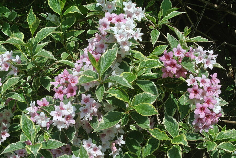 Variegated Star Jasmine Photograph by Lynne Iddon - Fine Art America