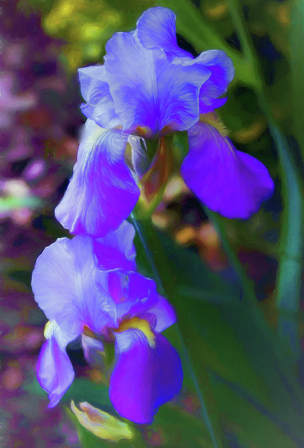 Variegated Sweet Iris Photograph