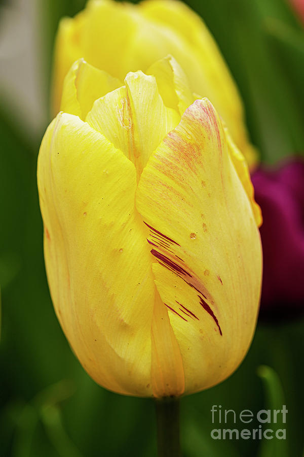 Variegated Yellow Tulip with Red Trim Photograph by Ilene Hoffman