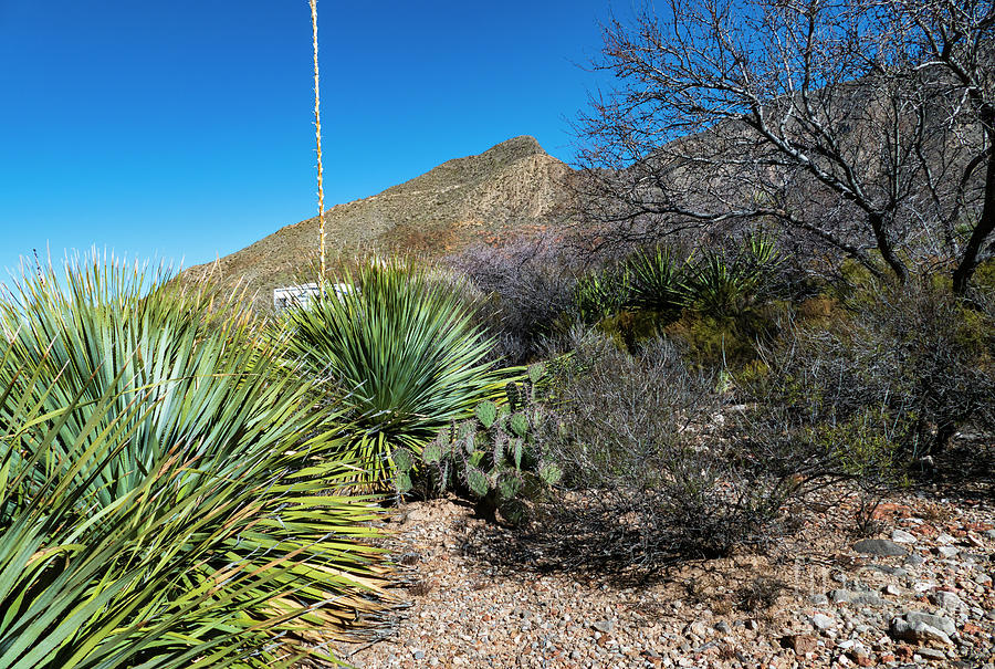 Variety of Cacti Plants Photograph by Sandra Js