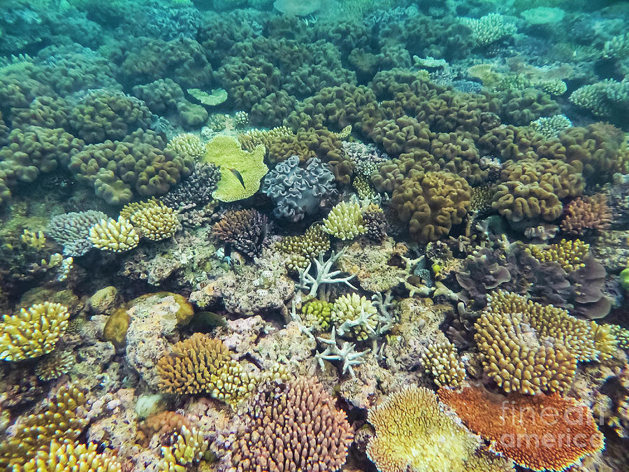 Variety of Colors at the Great Barrier Reef  Photograph by Bob Phillips