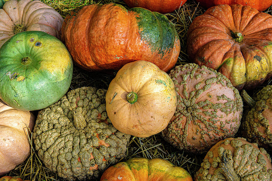 Variety of Pumpkins Photograph by David Morehead