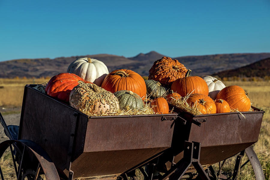 Variety of pumpkins in fall decoration display  Photograph by Teri Virbickis