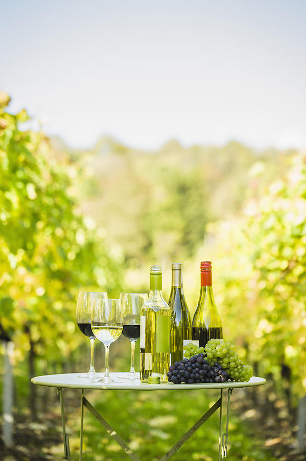 Variety of wine for tasting on table in vineyard Photograph by Jacobs Stock Photography Ltd