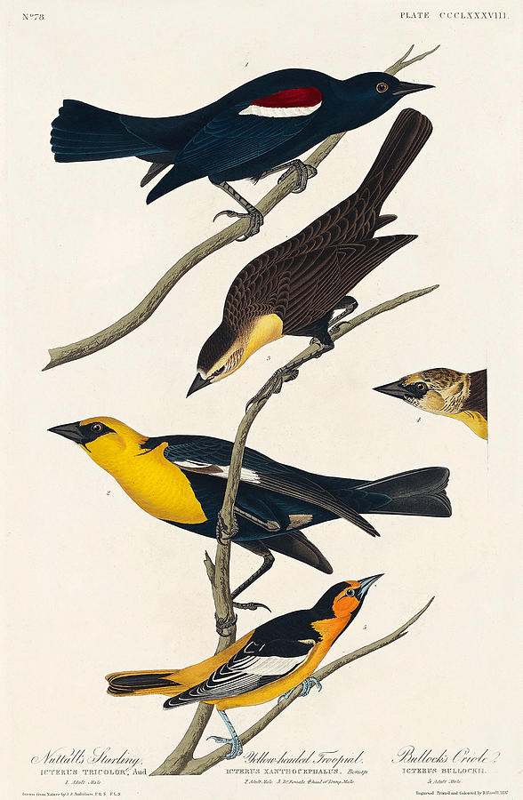 John James Audubon Mixed Media - various Birds. John James Audubon by World Art Collective