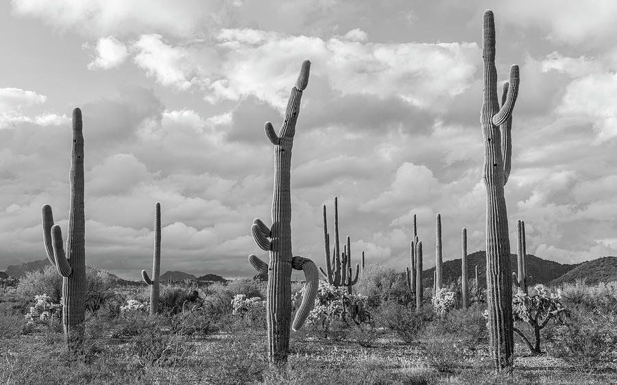 Various cactus plants in a desert, Organ Pipe Cactus National Monument, Arizona, USA Photograph by Panoramic Images