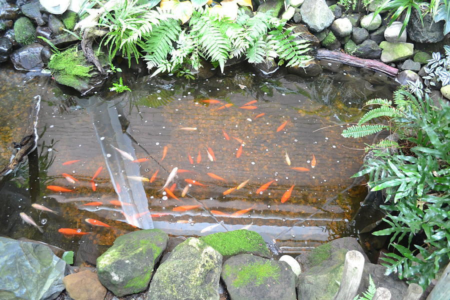 Various Koi Swimming in a Pond Photograph by Kelly Johnson