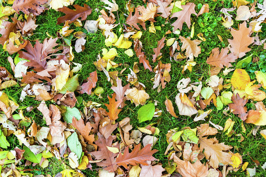 Various leaves fallen on grass in autumn fall Photograph by Viktor Wallon-Hars Various leaves fallen on grass in autumn fall Photograph by Viktor Wallon-Hars