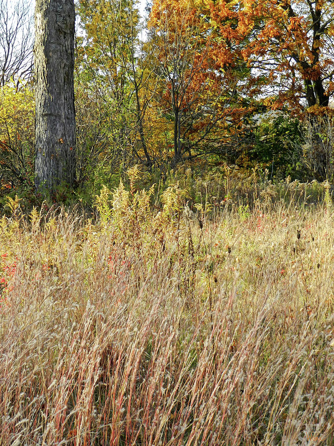 Various Long Grasses with a Background of Trees, Autumn, Saratoga County, NY Photograph by Lise Winne