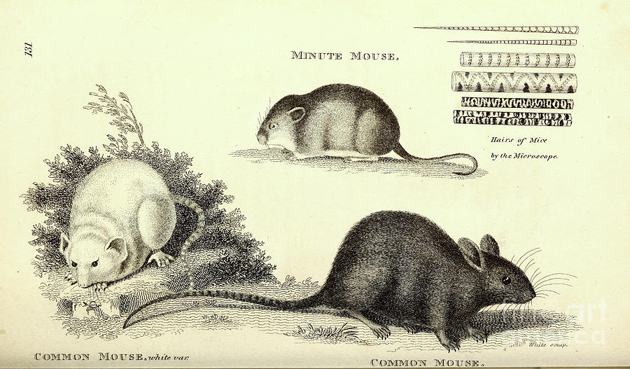 Various mice By George Shaw q Drawing by Historic illustrations