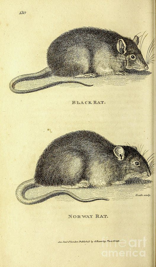 Various Rats By George Shaw q Drawing by Historic illustrations