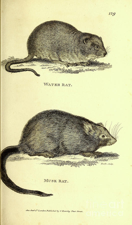 Various Rats By George Shaw q1 Drawing by Historic illustrations