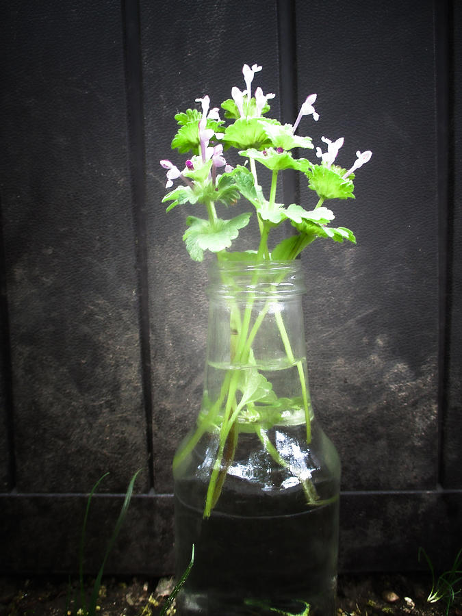 Vase of Weeds Photograph by W Craig Photography