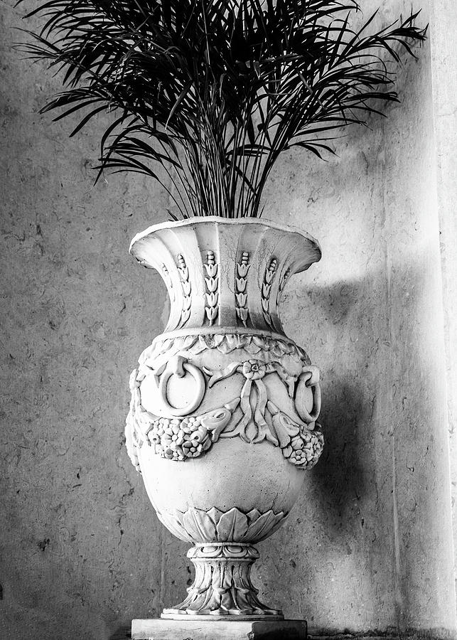 Vase With Ferns Photograph by William Dougherty