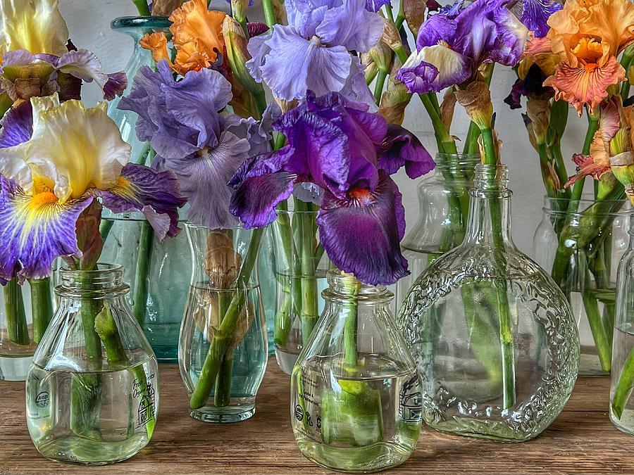 Vases of Colorful Irises Photograph by Bonnie Bruno