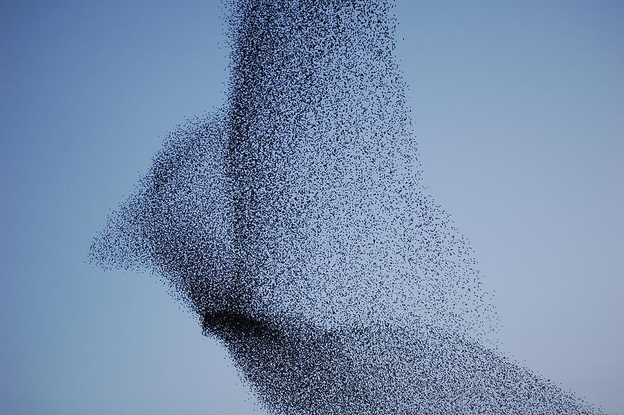 Vast bird-shaped murmuration flock of starlings Photograph by Fiona Elisabeth Exon