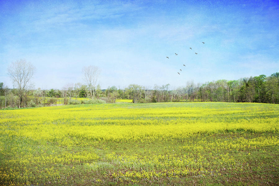 Vast Fields of Wild Mustard Photograph by Kathi Mirto