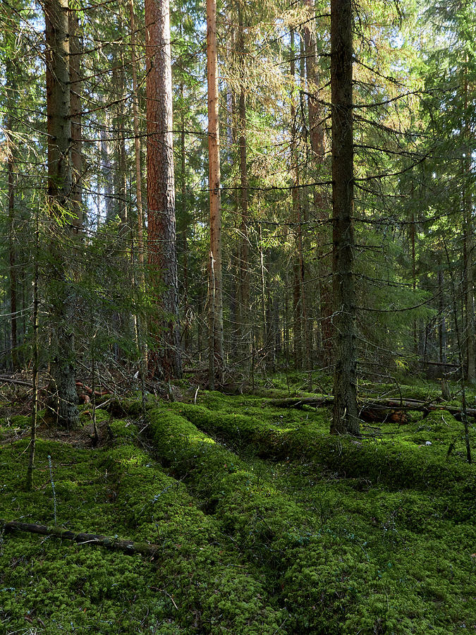 Vattula Forests all green Photograph by Jouko Lehto