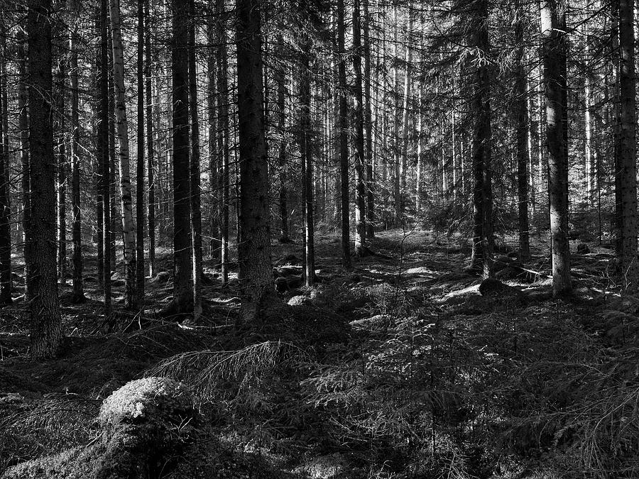 Vattula Forests bw Photograph by Jouko Lehto