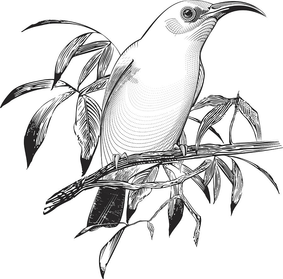 Vector Bird Drawing by GreenTana