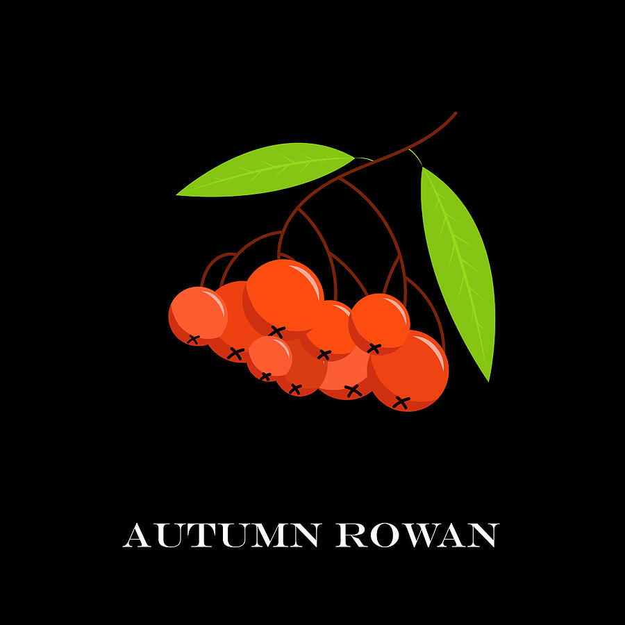 Vector illustration of branch with outline Rowan or -berry. Drawing by LupascoRoman