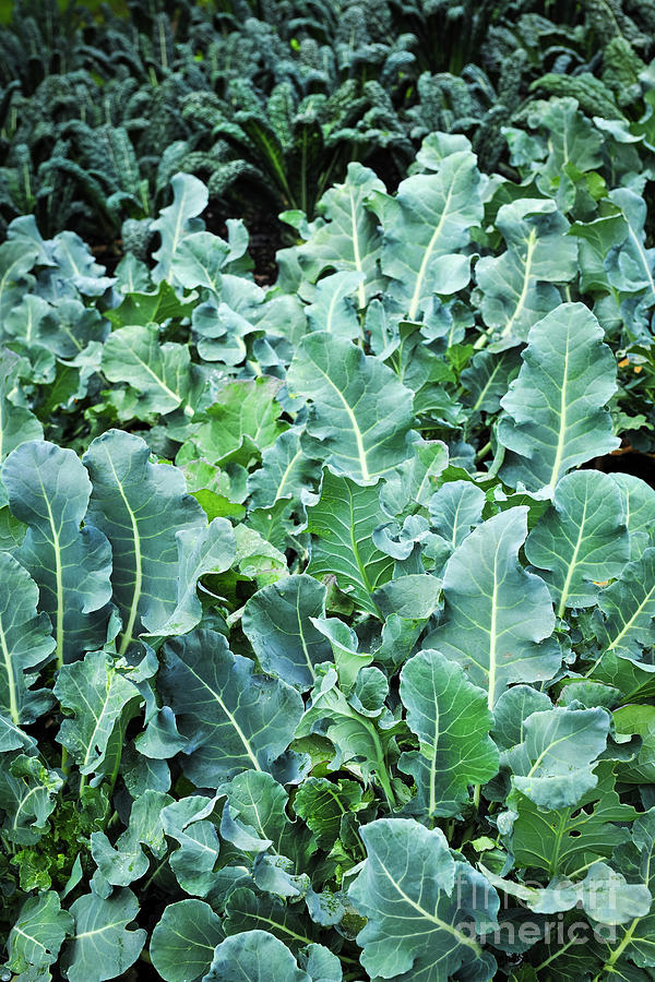 Vegetable garden - kale Photograph by Elena Elisseeva