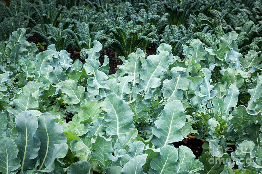 Vegetable garden - kale plants Photograph by Elena Elisseeva