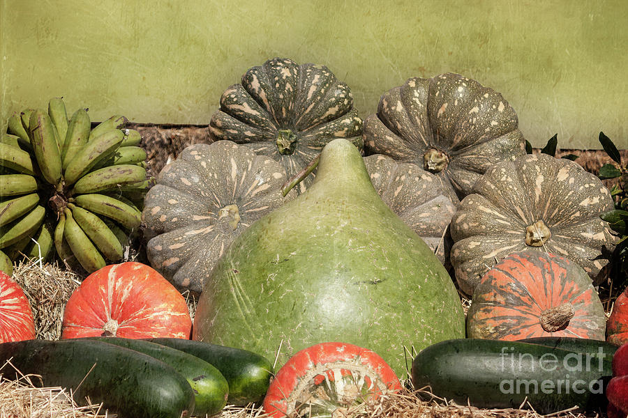 Vegetable Harvest Photograph by Elaine Teague