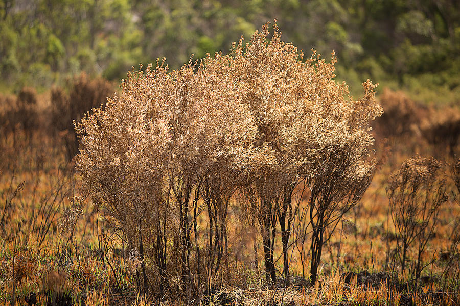 Vegetation damaged by bushfire Photograph by Slovegrove