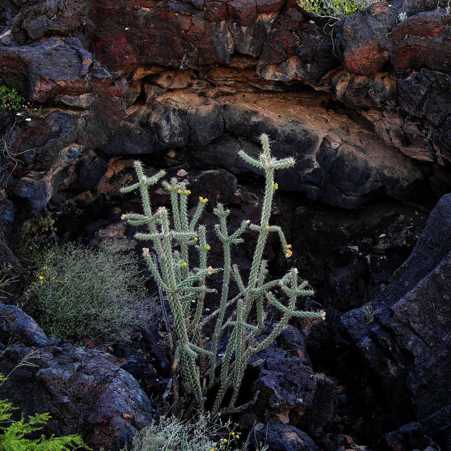 Vegetation in the Valley of Fires Photograph by George Taylor
