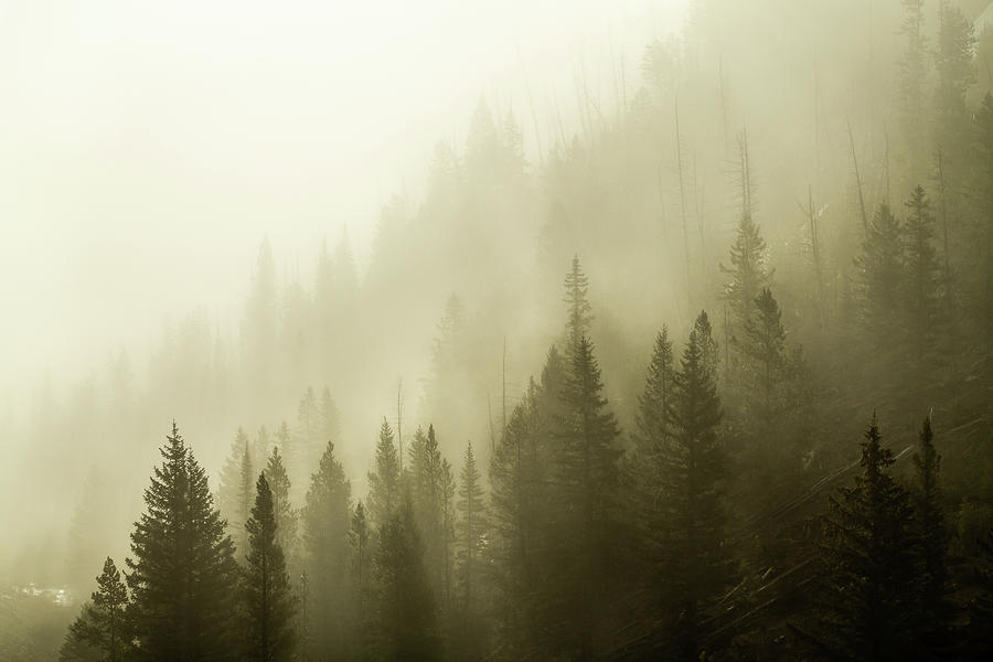 Veil Of Fog Photograph by Ann Skelton