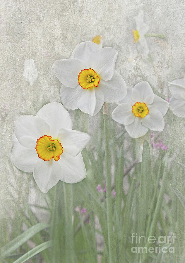 Veil of Spring Narcissus Photograph by Barbara McMahon