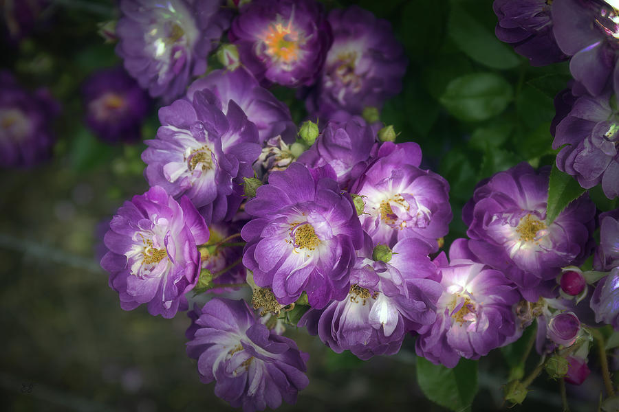 Veilchenblau - Rambling Rose Photograph by Elaine Teague