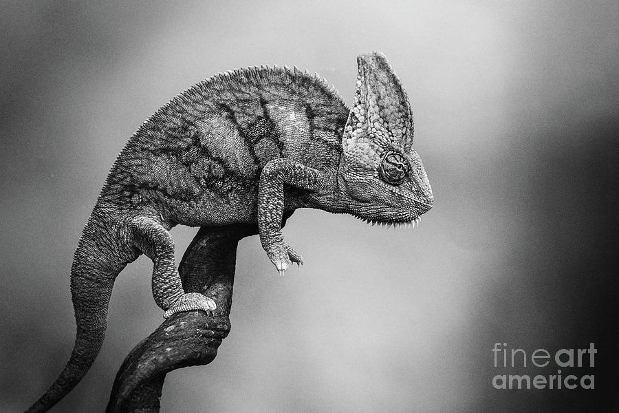 Wildlife Photograph - Veiled Chameleon Black And White by Sharon McConnell