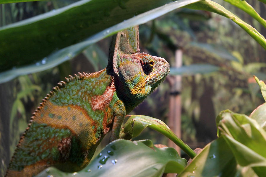 Veiled Chameleon Photograph by Rafael Ben-Ari