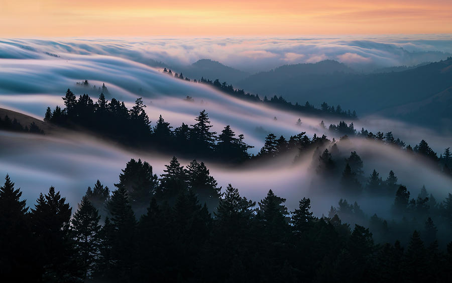 San Francisco Photograph - Veiled Lullaby - Redwoods Bathed in the Silky Waves of Fog by Alexander Sloutsky