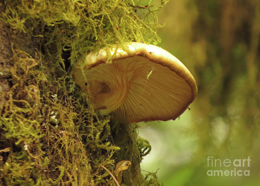 Veined Mushroom Photograph by Linda Vanoudenhaegen