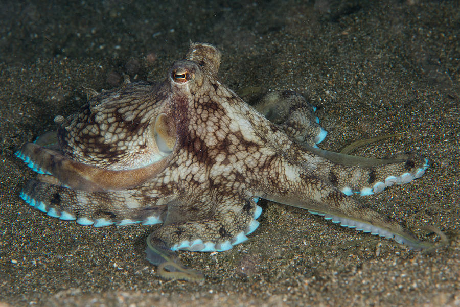 Veined Octopus AKA Coconut Octopus (Amphioctopus marginatus) resting on sea bottom Photograph by Sirachai Arunrugstichai