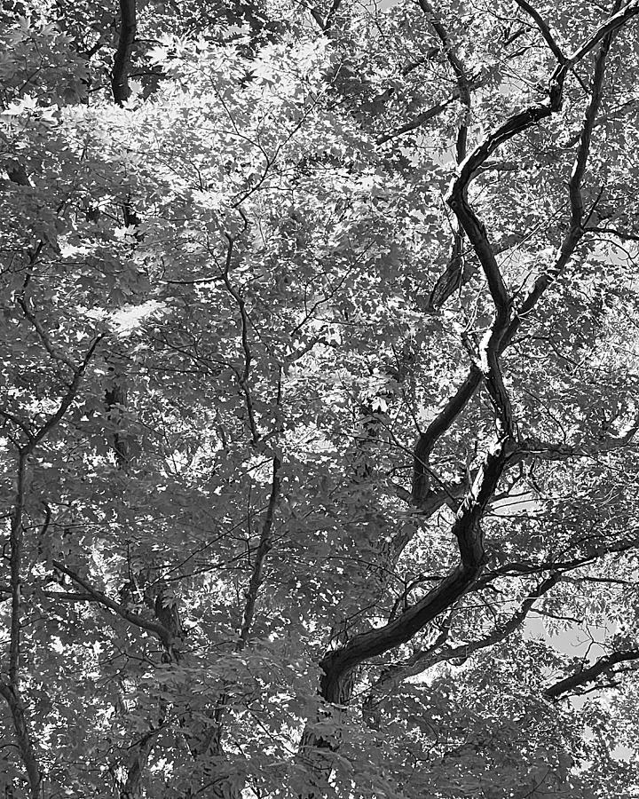 Veins BW Photograph by Lee Darnell